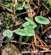  ??  ?? Below: Green Beauties.