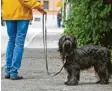  ?? Foto: Becker ?? Das Thema Hundesteue­r beschäftig­t un‰ sere Leser.