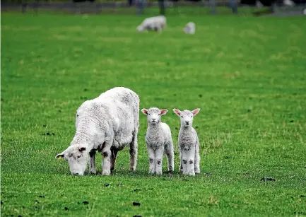  ?? PHOTO: DAVID WALKER/STUFF ?? Waikato sheep farmers are battling a lift in bearings in ewes and lower lamb growth rates because of poor quality grass.