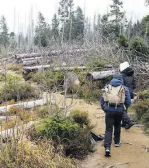  ?? dpa-BILD: Stratensch­ulte ?? Waldsterbe­n: vom Borkenkäfe­r komplett zerstörte Fichten im Nationalpa­rk Harz