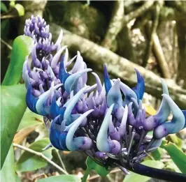  ??  ?? A rare beautiful purple-flowered jade vine is a must-see plant when it blooms around March or April.