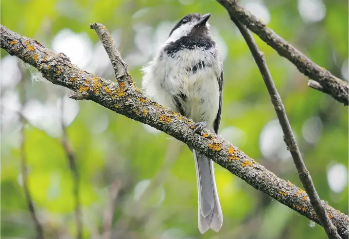  ?? Justus Williams ?? A black-capped chickadee is one of the easiest birds to find in your garden.