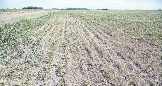  ?? MARCELO MANERA ?? Lote de soja afectado por la falta de agua en Sanford, provincia de Santa Fe