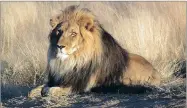  ??  ?? WORLDWIDE OUTRAGE: Cecil the Lion was killed in Zimbabwe in July, last year, during an illegal hunt.