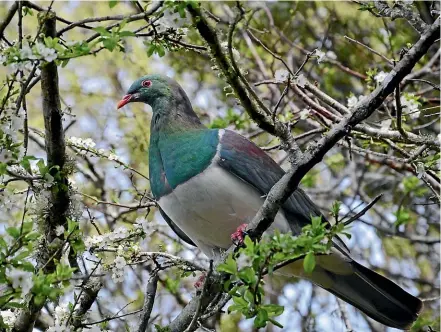  ??  ?? Bird of the Year 2018 – the kereru¯ . Forest &amp; Bird said the kereru¯ population is classed as stable.