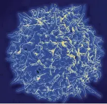  ?? NIAID / Tribune News Service ?? The University of California, San Diego examined CD4-plus — a “helper” T cell that has an unexpected power in fighting cancer.
