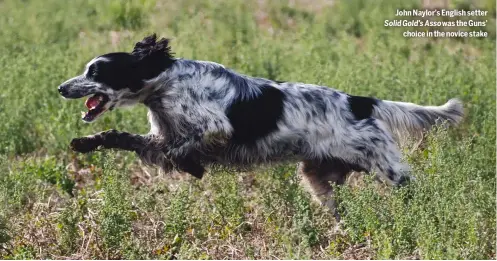  ?? ?? John Naylor’s English setter Solid Gold’s Asso was the Guns’
choice in the novice stake