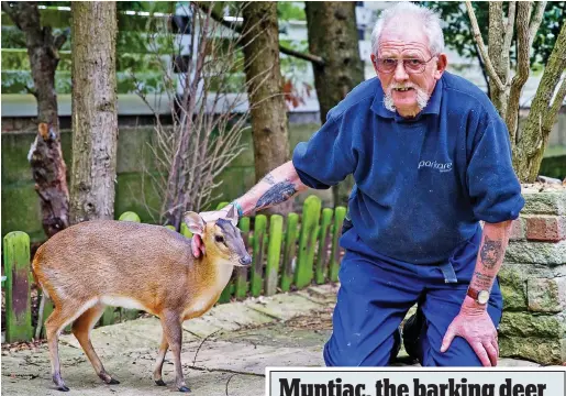  ??  ?? John’s doe: John Slater with muntjac Strawberry