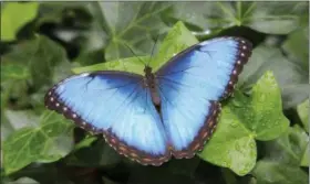  ?? COURTESY OF CLEVELAND BOTANICAL GARDEN ?? This iridescent Blue Morpho butterfly from Central America is one of the more exotic butterfly varieties to be seen flying free inside the Costa Rica biome at the Cleveland Botanical Garden.