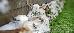  ?? LAWRENCE SMITH/STUFF ?? NIG Nutritiona­ls is the first New Zealand goat milk company to reposition itself for the changing Chinese market.