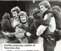  ??  ?? Gorillas enjoying cuddles at Twycross Zoo.