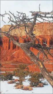  ?? BILL RETTEW JR. – DIGITAL FIRST MEDIA ?? With less water in the desert, trees have a tougher time at Capitol Reef National Park, Utah.