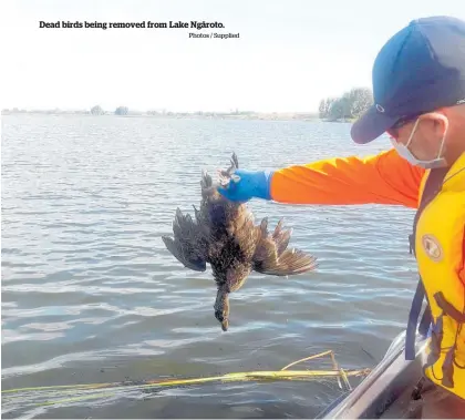  ?? Photos / Supplied ?? Dead birds being removed from Lake Nga¯ roto.