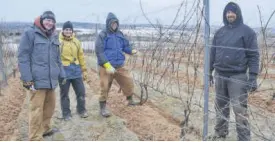  ?? KIRK STARRATT ?? Jamie Alexander, Arianne Janes, Allan Spinney and Matthew Patterson of Lightfoot and Wolfville Vineyards didn’t let the cold breeze blowing in from the Minas Basin stop them from pruning grapevines on March 20.
