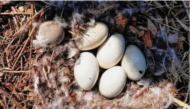  ?? Town of Greenwich / Contribute­d photo ?? To stabilize the geese population, in accordance with the U.S. Fish and Wildlife’s Service’s approved methods, employees of Greenwich’s Conservati­on Department will be oiling recently laid Canadian geese eggs.