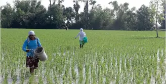  ?? (OLIVER MARQUEZ/PNA) ?? Farmers apply fertilizer on hybrid rice planted a week ago in Barangay Sto. Tomas, Peñaranda, Nueva Ecija on Monday (June 28, 2021).
