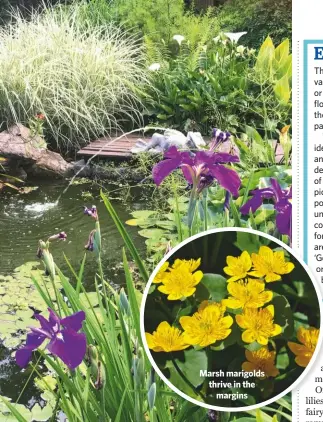  ??  ?? Marsh marigolds thrive in themargins