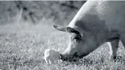  ??  ?? Gunda with one of her piglets in Victor Kossakovsk­y’s documentar­y, “Gunda.”
