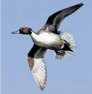  ??  ?? This waterfowl season in Texas marks the first to incorporat­e a one-bird bag limit for pintails.