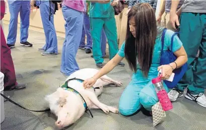  ?? SUBMITTED PHOTO ?? Students at Nova Southeaste­rn University got a change to interact with Wilbur the pig during an on-campus program offered by the Humane Society of Broward County.