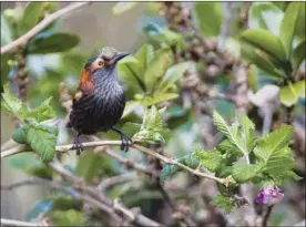  ?? C. ROBBY KOHLEY photo ?? The rare and critically endangered ‘akohekohe, or crested honeycreep­er, perches on a branch. Local scientists received permission to apply for a permit to import compatible male mosquitoes for a project that could prevent the spread of avian malaria and save Hawaii’s native birds.