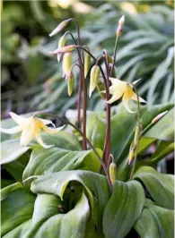  ??  ?? Dog’s tooth violet, Erythroniu­m ‘Pagoda’, bears up to 10 nodding, star-shaped flowers.