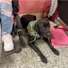  ?? Baldwin Whitehall School District ?? Brianna Rodgers’ service dog, Sterling, models a bandana she made for her sewing business.