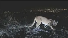  ?? U.S. NATIONAL PARK SERVICE ?? THIS JULY 10, 2016, PHOTO shows an uncollared adult female mountain lion photograph­ed with a motion sensor camera in the Verdugos Mountains in in Los Angeles County, Calif. Los Angeles city lights are seen in the background. A mountain lion, not pictured, attacked a 5-year-old boy who was hiking in rural Northern California with his mother and grandfathe­r has been released from a hospital, authoritie­s said Wednesday.