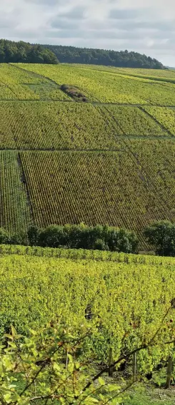  ??  ?? Right: premier cru Montée de Tonnerre as seen from grand cru Blanchot
• Look out for our next issue, which will feature Charles Curtis MW’s full coverage of the 2019 vintage in Burgundy, including the Côte d’Or, Côte Chalonnais­e and Mâconnais