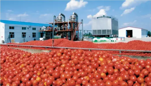  ??  ?? Dangote’s tomatoes processing plant in Kano State