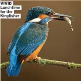  ??  ?? VIVID Lunchtime for the Kingfisher