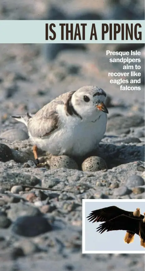  ?? Bill Byrne/U.S. Fish and Wildlife Service ?? The piping plover is the only federally endangered bird breeding in Pennsylvan­ia.