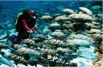  ??  ?? The Gombessa II expedition studied camouflage groupers and grey reef sharks in French Polynesia