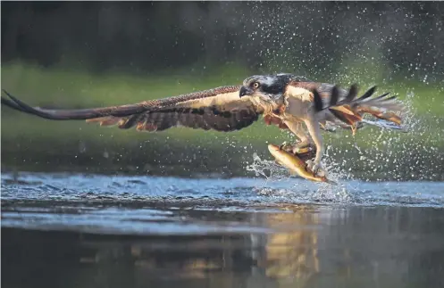  ?? ?? An osprey swoops to catch a rainbow trout at Rothiemurc­hus in Kincraig, near Aviemore
