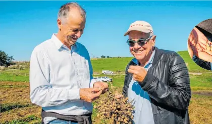  ?? ?? Pic’s Peanut Butter CEO Stuart Macintosh with Pic’s Peanut Butter founder Pic Picot in Northland. Inset: These peanuts could be the start of a new cracking industry for Northland.