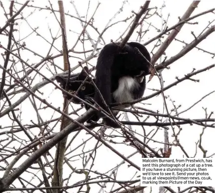  ??  ?? Malcolm Burnard, from Prestwich, has sent this photograph of a cat up a tree. If you have a stunning picture, then we’d love to see it. Send your photos to us at viewpoints@men-news. co.uk, marking them Picture of the Day