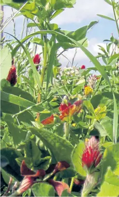  ??  ?? Trials of green manure mixtures by SRUC are taking place over multiple years.