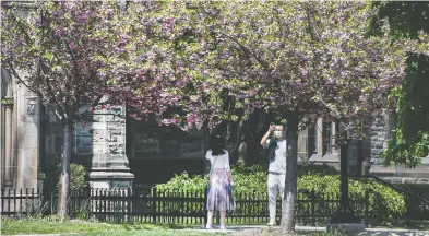  ?? PETER J THOMPSON / NATIONAL POST ?? The University of Toronto says it is still determinin­g its plans for the upcoming academic year, likely a mix of online
and in-person courses. Above, a couple wearing masks take selfies among blooming trees at the U of T campus.