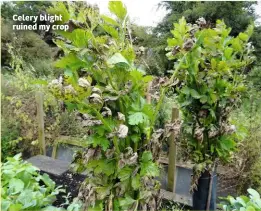  ??  ?? Celery blight ruined my crop