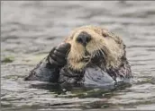  ?? Trina Wood UC Davis ?? A NEW STUDY warns of an unusual parasite that appears to be capable of killing healthy sea otters.