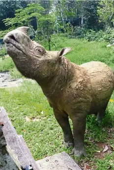  ??  ?? Gentle creature: Sumatran rhinos have a lifespan between 35 and 40 years. Tam is estimated to be in his mid-30s.