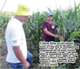  ??  ?? Si Nestor Kalaw ng Lipa (kanan) bisita sa Field Day ay naengganyo­ng magtatanim din ng Sweet Fortune dahil sa magandang nakita niya sa farm ni Carmelo Prado sa Sariaya, Quezon. Si Apol Bagon ng Ramgo ang nasa kaliwa.