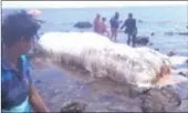  ?? PICTURE: TWITTER ?? Locals are baffled after an unidentifi­ed animal washed up in the Philippine­s.