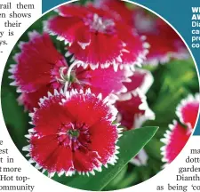  ??  ?? wideawake: Dianthus caryophyll­us provides vivid colour, left