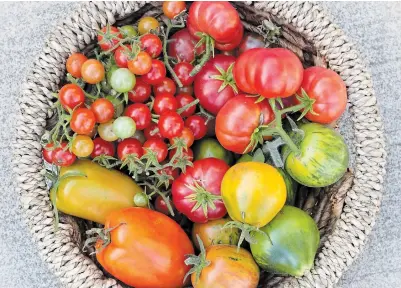  ?? THERESA FORTE FOR TORSTAR ?? It’s hard to beat home grown tomatoes for flavour, variety and nutrition. When choosing tomato plants this year, be brave — try something new.