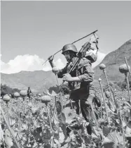  ?? RAHMAT GUL/ THE ASSOCIATED PRESS ?? Armed Afghan policemen destroy an opium poppy field. Opium poppy cultivatio­n has been increasing for a third year in a row and is heading for a record high, the UN says.