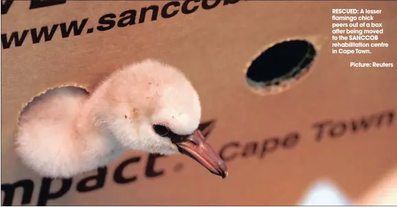  ??  ?? RESCUED: A lesser flamingo chick peers out of a box after being moved to the SANCCOB rehabilita­tion centre in Cape Town.Picture: Reuters