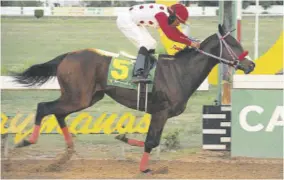  ?? (Photo: Garfield Robinson) ?? Make Up Artist being eased by jockey Anthony Thomas after making all the running over six furlongs at Caymanas Park yesterday.