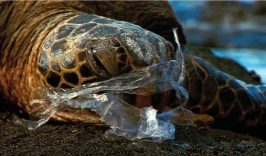  ??  ?? Shocking: Page 3 of the historic edition of February 27, 2008 carried this photograph of an endangered turtle in Hawaii