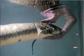  ?? JEFF CHIU — THE ASSOCIATED PRESS ?? Senior biologist Allan Jan feeds Methuselah, a 4-foot-long, 40-pound Australian lungfish that was brought to the California Academy of Sciences in 1938from Australia, in its tank Jan. 24 in San Francisco.